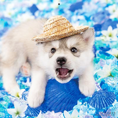 PICTWANカレンダー 7月