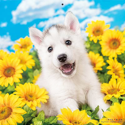 PICTWANカレンダー 8月