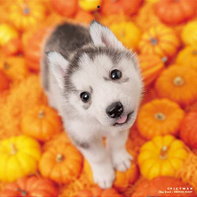 PICTWANカレンダー 9月