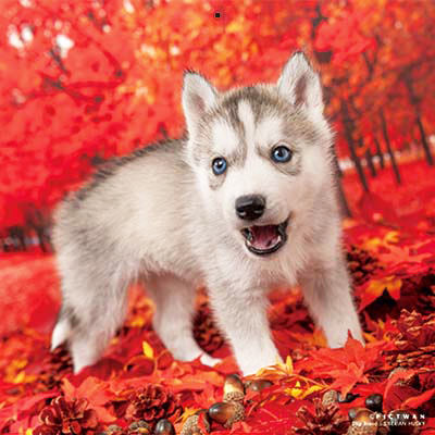 PICTWANカレンダー 10月