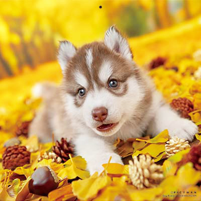 PICTWANカレンダー 11月