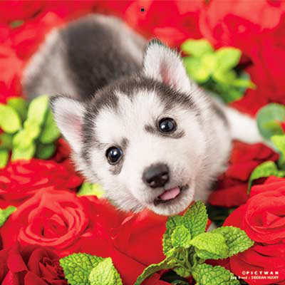 PICTWANカレンダー 12月