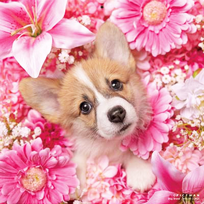 PICTWANカレンダー 1月