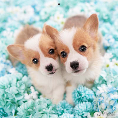 PICTWANカレンダー 2月