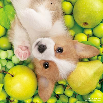 PICTWANカレンダー 3月