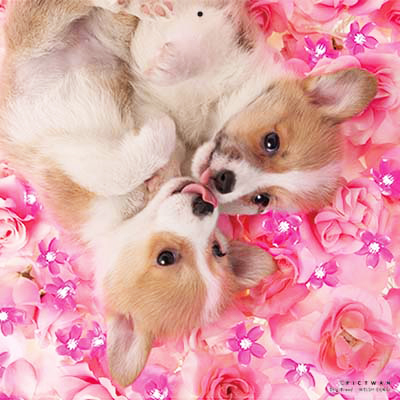 PICTWANカレンダー 4月