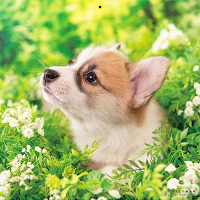 PICTWANカレンダー 5月