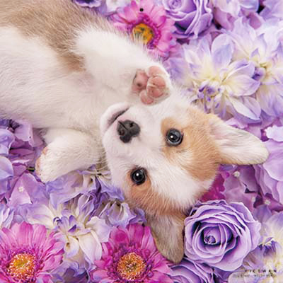 PICTWANカレンダー 6月