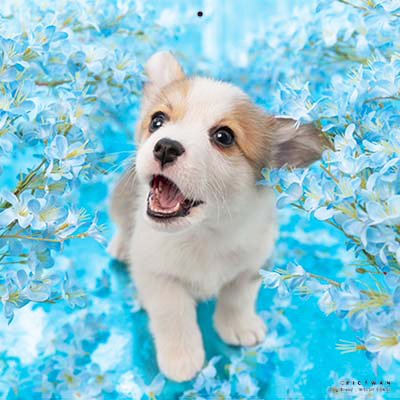 PICTWANカレンダー 7月