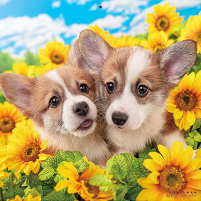 PICTWANカレンダー 8月