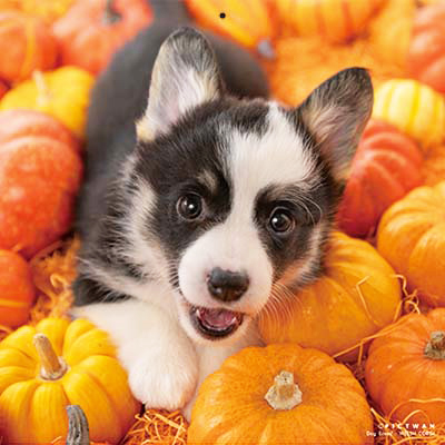 PICTWANカレンダー 9月