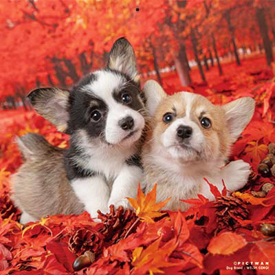 PICTWANカレンダー 10月