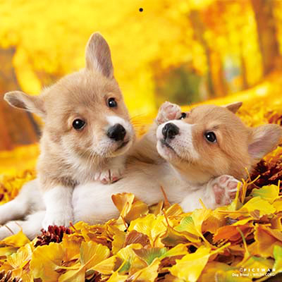 PICTWANカレンダー 11月