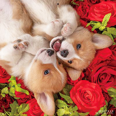 PICTWANカレンダー 12月