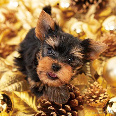 PICTWANカレンダー 1月