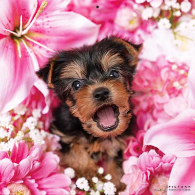 PICTWANカレンダー 2月