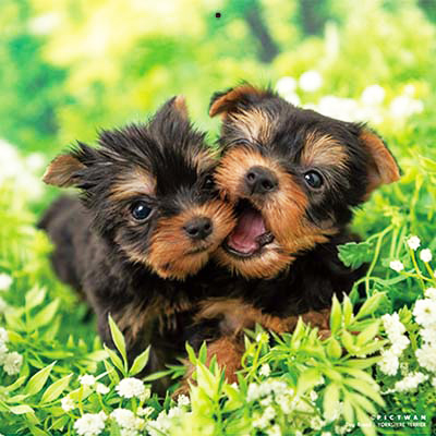 PICTWANカレンダー 3月