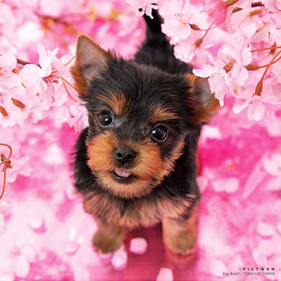 PICTWANカレンダー 4月