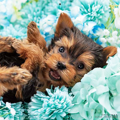 PICTWANカレンダー 5月