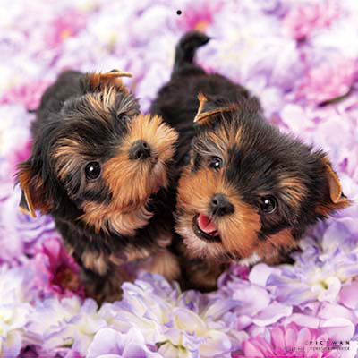 PICTWANカレンダー 6月