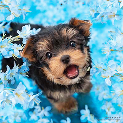 PICTWANカレンダー 7月