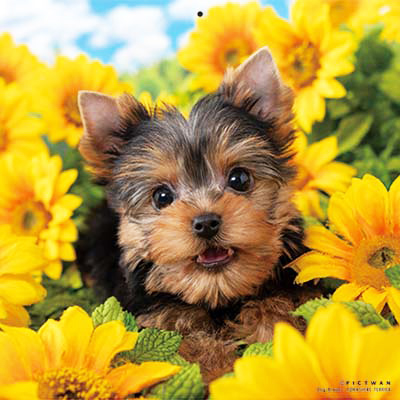 PICTWANカレンダー 8月