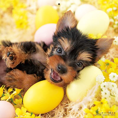 PICTWANカレンダー 9月