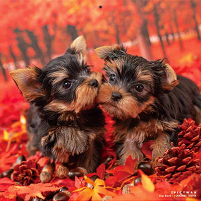 PICTWANカレンダー 10月