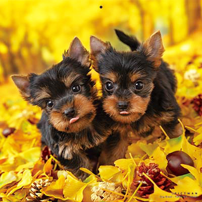 PICTWANカレンダー 11月