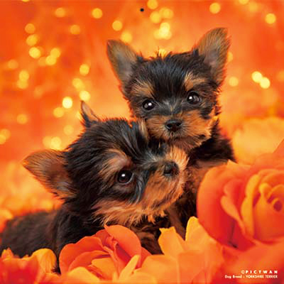 PICTWANカレンダー 12月