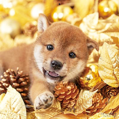 PICTWANカレンダー 1月