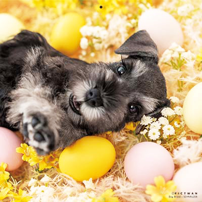 PICTWANカレンダー 2月