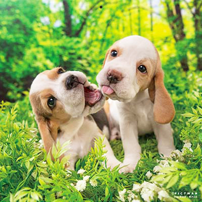 PICTWANカレンダー 3月