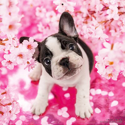 PICTWANカレンダー 4月