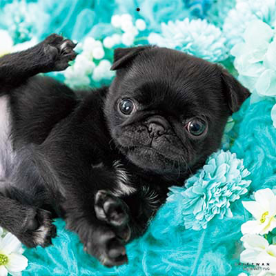 PICTWANカレンダー 5月