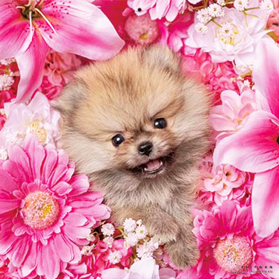 PICTWANカレンダー 6月