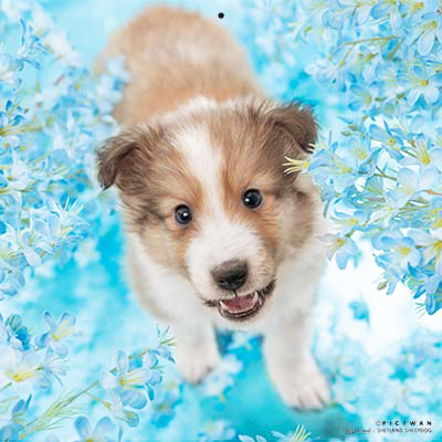 PICTWANカレンダー 7月