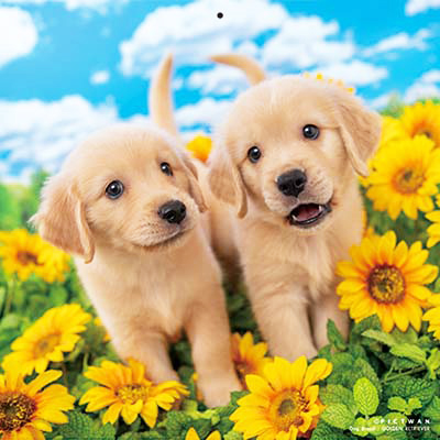 PICTWANカレンダー 8月