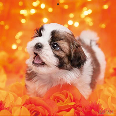 PICTWANカレンダー 9月