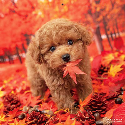 PICTWANカレンダー 10月