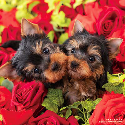 PICTWANカレンダー 12月