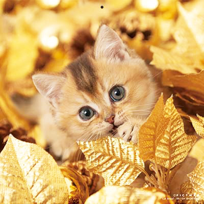 PICTWANカレンダー 1月