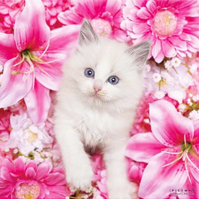 PICTWANカレンダー 2月