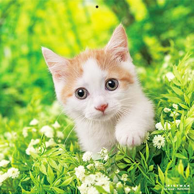 PICTWANカレンダー 3月