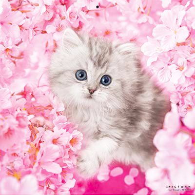 PICTWANカレンダー 4月