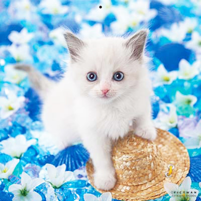 PICTWANカレンダー 5月