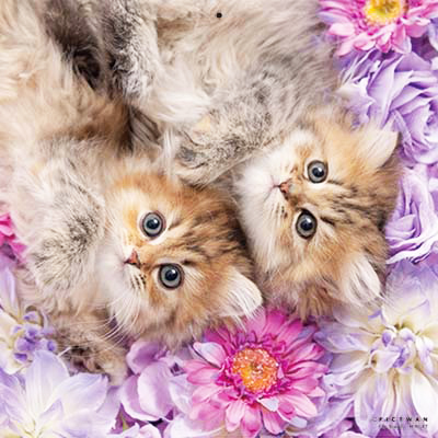 PICTWANカレンダー 6月