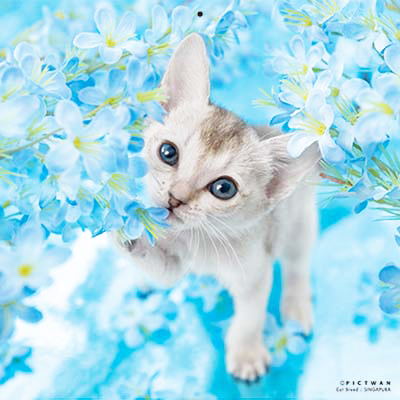 PICTWANカレンダー 7月