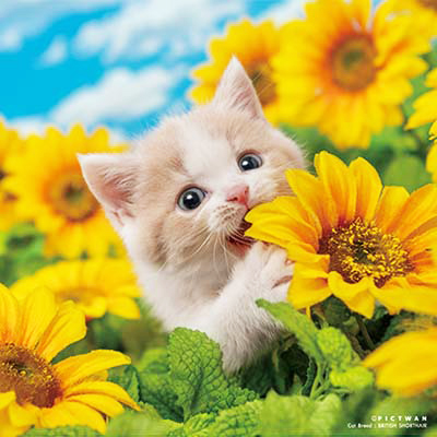 PICTWANカレンダー 8月