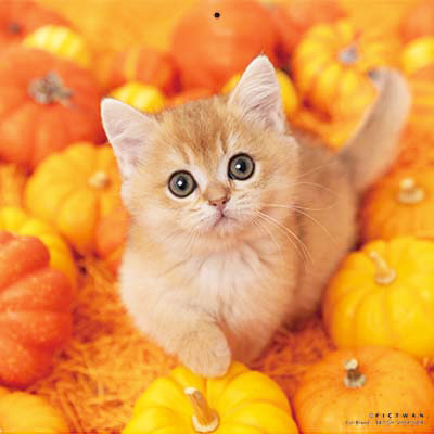 PICTWANカレンダー 9月